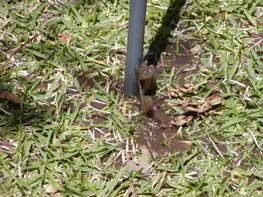Use a hose and PVC pipe to aerate lawns