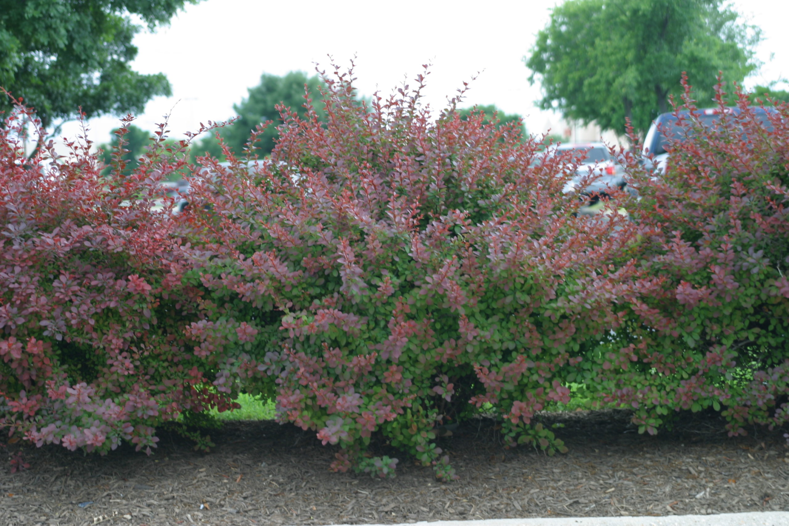 Barbary shrub with a natural pruning form