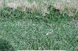 Bermudagrass