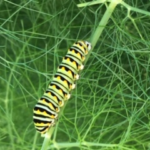 Black Swallowtail Caterpillar on Fennel