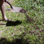 Apply compost to lawn but let the grass poke through