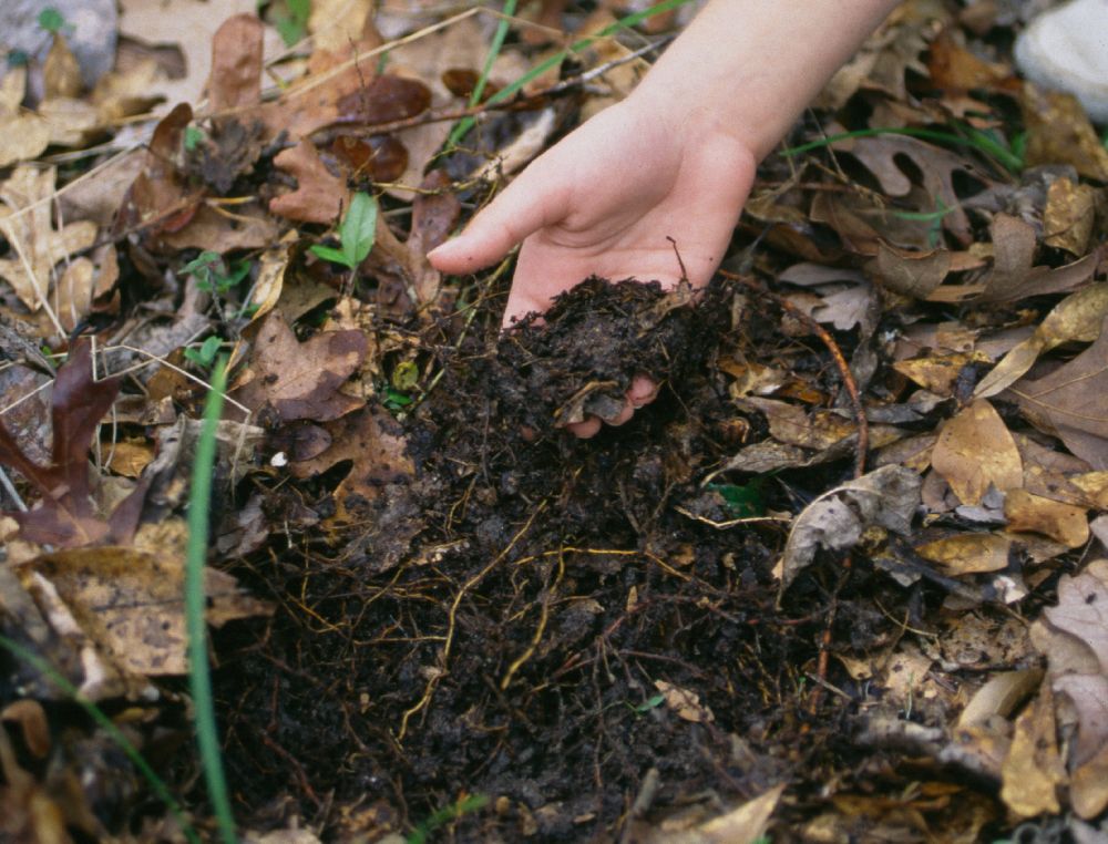 Leaf mold from a forest floor