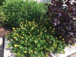 Herb garden - Herbs for Central Texas