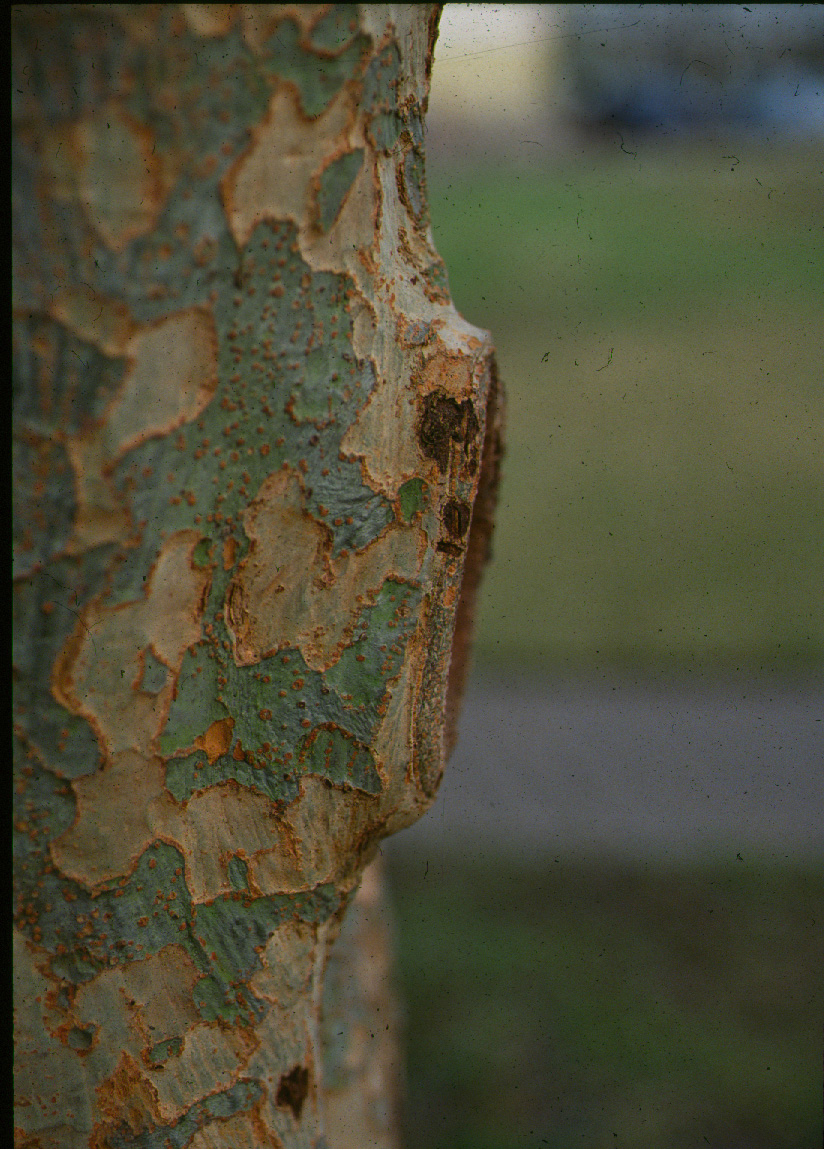 Lacebark Elm proper pruning cut (leaving branch collar)