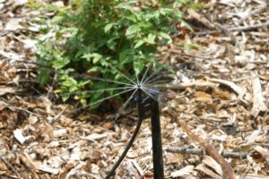 Microjet irrigation head example - Low Maintenance Landscaping Tips