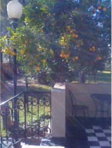 Orange Tree Next To Deck