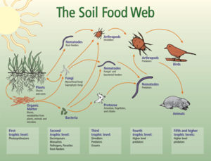 The soil food web illustration