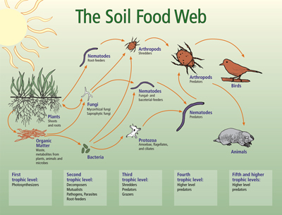 The Soil Food Web