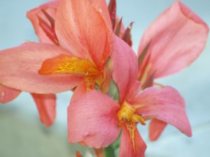 Canna blossom