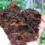 Coffee grounds ready for composting