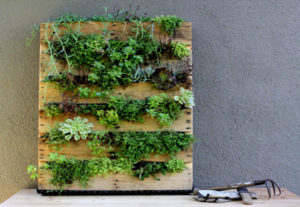 Vertical garden from a wooden pallet