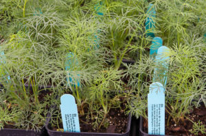 Fennel ready to be transplanted into the vegetable garden