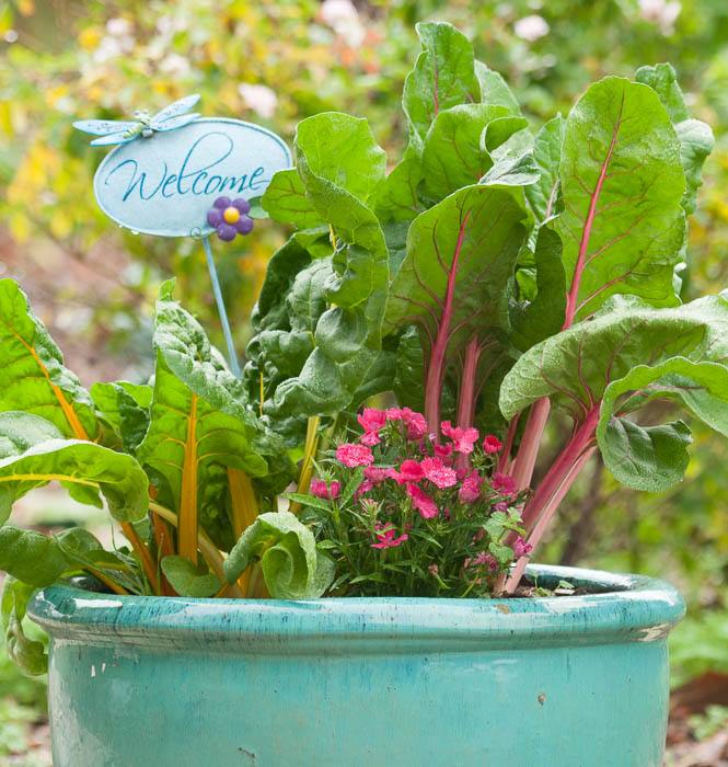 Swiss Chard Grown In Pot Urban Programs Travis County