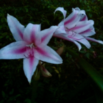 Candy Stripe Crinum flower, a recommended bulb for Central Texas