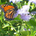 Natives like Gregg's Mistflower are a great butterfly plant