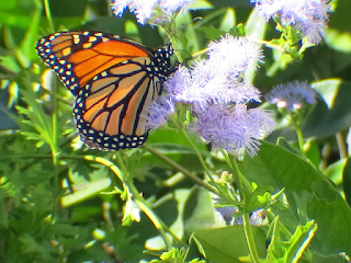 Butterfly Garden