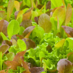 Grow your own tasty mesclun for salads in the fall vegetable garden