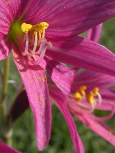 Pink Oxblood lily