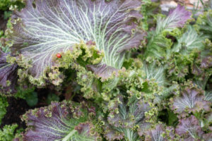 Colorful mustards, kale and chard are attractive additions to the fall landscape.