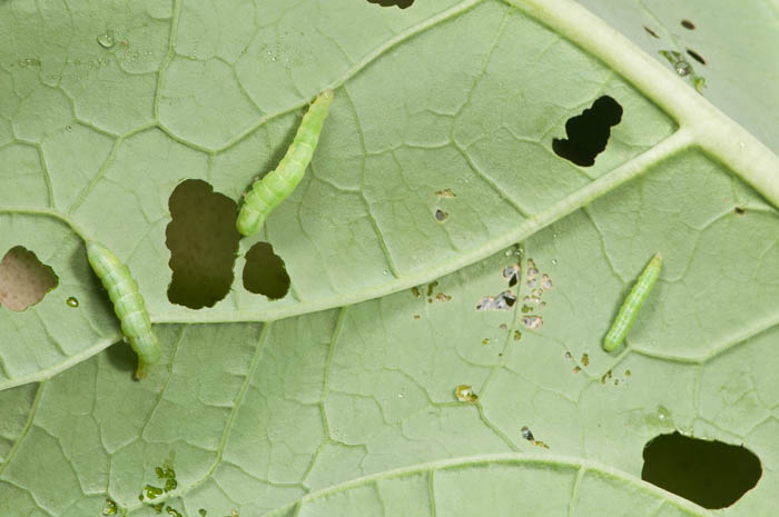Cabbage loopers and other caterpillars can damage fall vegetable crops