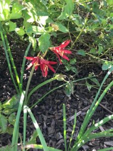 Oxblood Lily