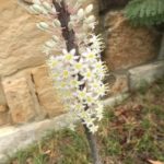 Close up view of the flowering stalk of Urginea Maritima