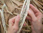 Harvesting bean seeds to save for planting next spring