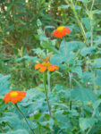 The bright orange tithonia flowers attract butterflies