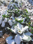 Vegetables with snow on them - protect plants in winter so you don't lose them