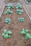 These brassica plants utilize composted pine straw for mulch. They can handle cooler temperatures and may not need further coverage.