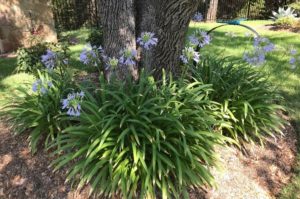 Large clump of Agapanthus that needs dividing