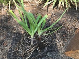 Agapanthus clump extracted and plants selected for dividing.