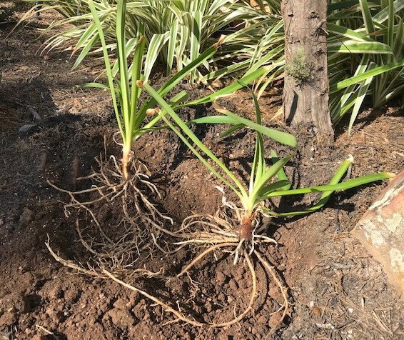 Replanted agapanthus with roots spread