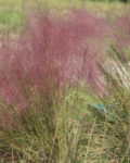 Gulf Muhly with pink seed heads