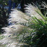 White seed heads of Miscanthus Sinensis
