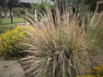 White seed heads and clumping growth habit of Lindheimer Muhly