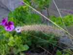 Dwarf fountain grass with fluffy white seed heads