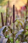 Purple Millet seed head and foliage