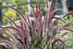 Purple fountaingrass with mauve seed heads and burgundy foliage