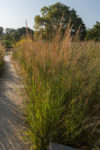 Indiangrass with brownish seed heads