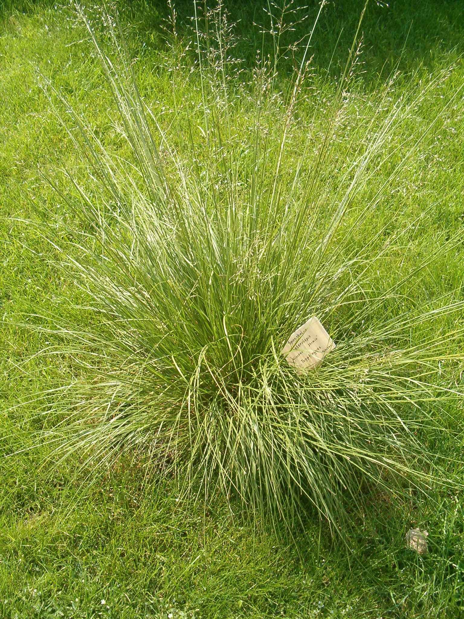 Prairie Dropseed grass clump with seed heads