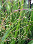 Switchgrass seedheads