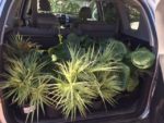 A car full of new shade loving plants to install, Ligularia, Carex phyllocephala 'Sparkler' and Justicia spicigera.