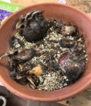 Paperwhite daffodil bulbs stored in gritty potting soil