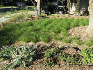 Texas Sedge used as a lawn replacement
