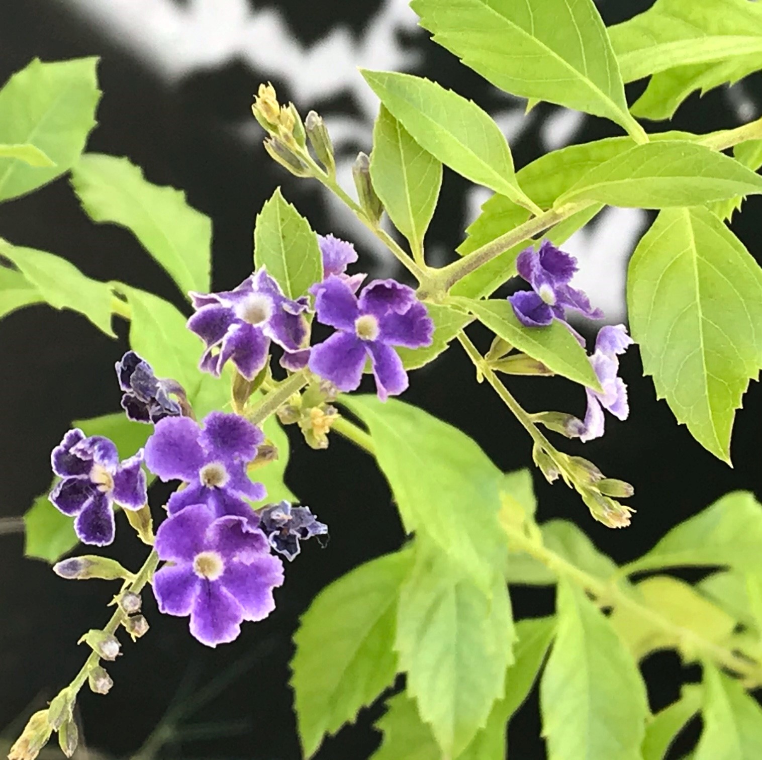 Skyflower (Duranta erecta), a tropical plant adapted to Central Texas, blooms from summer to first frost.