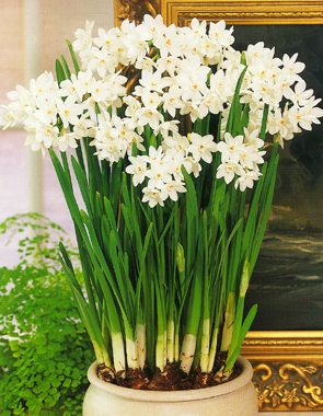 Blooming paperwhite daffodil bulbs in an indoor container