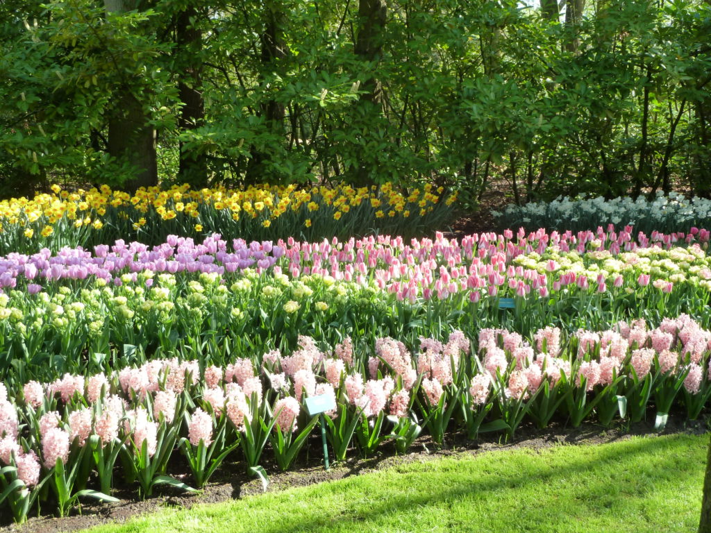 Rows of blooming flower bulbs at Keukenhoff Gardens.