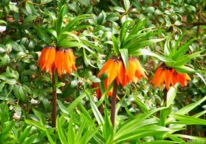 Red Crown Imperial flowers are an example of one and done bulbs for Austin