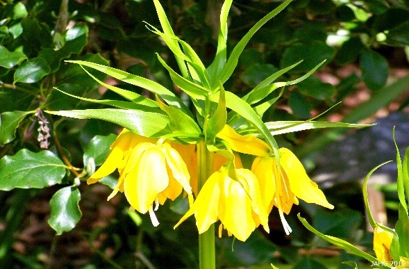 Crown Imperial has a unique pineapple-looking bloom. This one is a yellow variety.